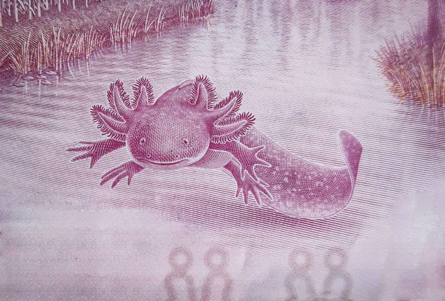 Axolotl, 50 pesos bill