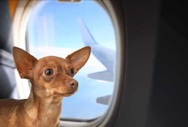 ¿Viajas con tus lomitos? Estos animales sí pueden subir a la cabina del avión, según la Profeco