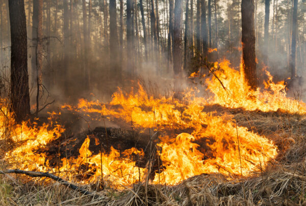 Reportan 126 incendios forestales activos en México