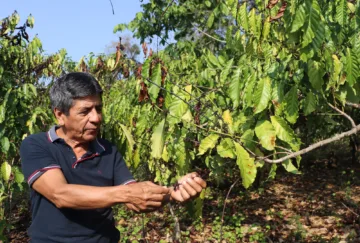 Café: 90% de los cultivos en la frontera sur, afectados por la sequía