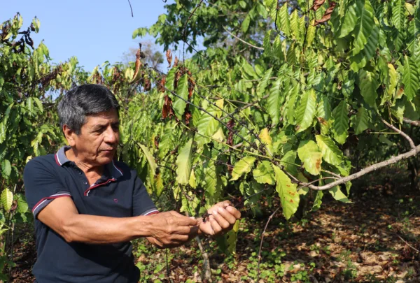 Café: 90% de los cultivos en la frontera sur, afectados por la sequía