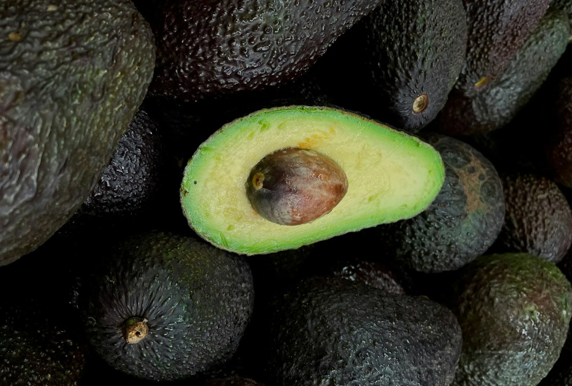 México impedirá exportar aguacate de huertas deforestadas a Estados Unidos
